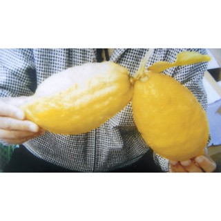 ต้นพันธุ์ เลม่อนสายพันธุ์ยูเรก้า(Eureka Lemon) กิ่งตอน พร้อมออกผล เปลือกมีกลิ่นหอม จำนวนเมล็ดน้อยเปรี้ยวปานกลางทำน้ำเลม่