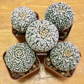 แอสโตรไฟตัม วี ไทป์ astrophytum V type แคคตัส กระบองเพชร เลือกต้นได้