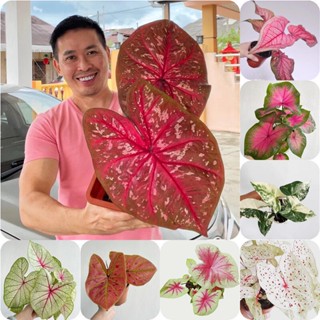 จัดส่งในพื้นที่ บอนสี 100เมล็ด Mixed Colors Caladium Seeds Flower Seeds ต้นออมชมพู ออมชมพู ต้นไม้ฟอกอากาศ ต้นไม้มงคล