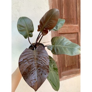 philodendron black cardinal กุมาลดำเรียกทรัพย์ ฟิโลแบล๊คคาร์ดินัล กระถาง 5 นิ้ว จัดส่งตามภาพเลยค่ะ