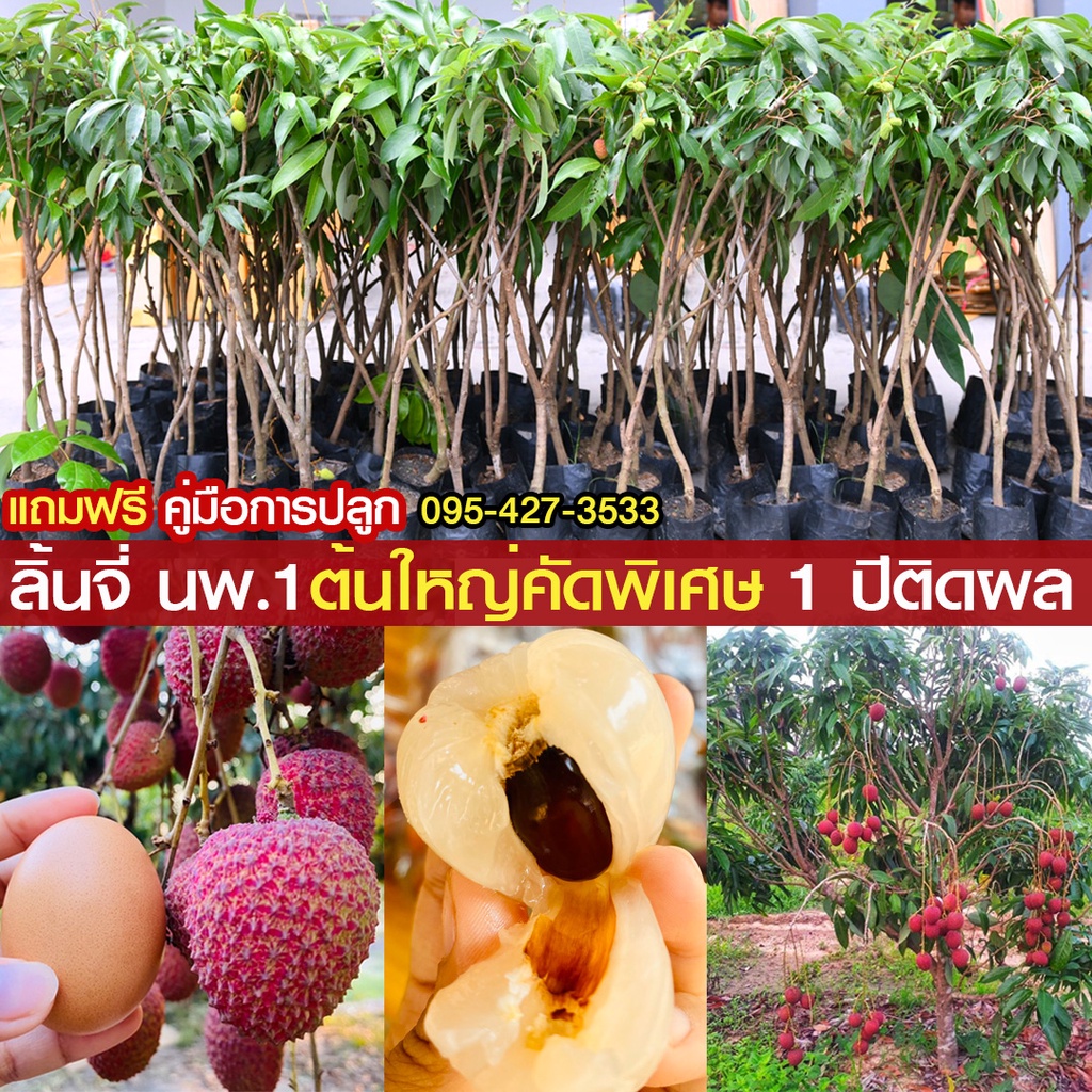ลิ้นจี่ นพ.1 แท้ ต้นขนาด 40-50 Cm. ส่งตรงจากสวนนครพนมไม่ผ่านพ่อค้าคนกลาง ลิ้นจี่นครพนมปลูกได้ทุกภาคแม่อากาศไม่หนาว