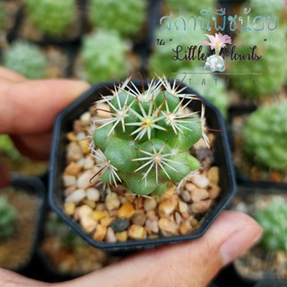 แมมชูแมน Mammillaria schumannii กระบองเพชร ไม้อวบน้ำ succulent แคคตัส cactus