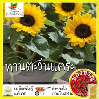 เมล็ดอวบอ้วน100%เมล็ดพันธุ์ ทานตะวันแคระ 10 เมล็ด Big Smile Sunflower Seed เมล็ดพันธุ์แท้100% นำเข้าจากต่างประเทศ ปลูกผั