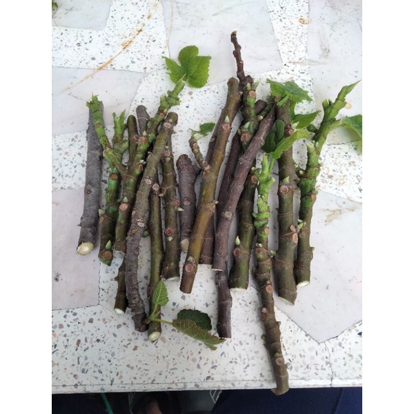 เปิดขายกิ่งสดมะเดื่อฝรั่ง 2 สายพันธุ์ black Israel และBrogiotto nero