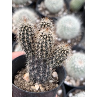 แคคตัส ดินสอดำ Setiechinopsis mirabilis ตัดให้หน่อออก น่ารักๆ ราคา 35 บาท แคคตัส กระบองเพชร ไม้ดอก ไม้ประดับ สวน ต้นไม้