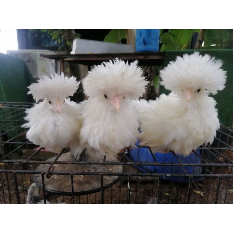 ไข่เชื้อเชื้อไก่โปแลน