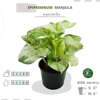 🌿🌿พลูแอปเปิ้ล S-M " Epipremnum  aureum Manjula "🌿🌿