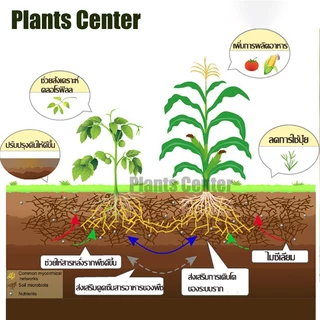 PlantsCenter ไมคอไรซ่า 200g/1kg ไมคอร์ไรซ่า ไมคอไรซา Mycorrhiza มั่นใจ100% สินค้าล็อตใหม่ล่าสุด