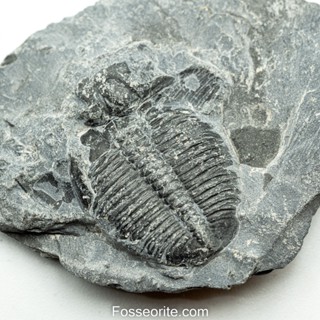 [อายุกว่า 505 ล้านปี!!!] #226 ฟอสซิล ไทรโลไบต์ Elrathia Kingi Trilobite ของแท้ ขนาดเล็ก บน Matrix จาก USA