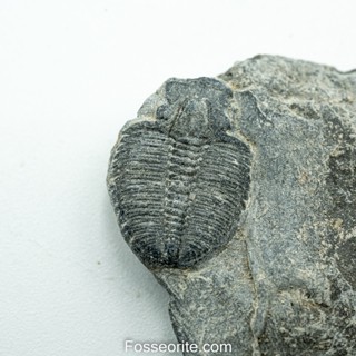 [อายุกว่า 505 ล้านปี!!!] #182 ฟอสซิล ไทรโลไบต์ Elrathia Kingi Trilobite ของแท้ ขนาดเล็ก บน Matrix จาก USA