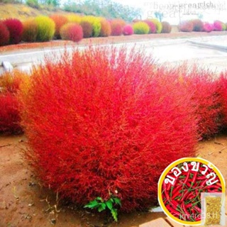 Kochia Scoparia Seeds บอนสี เมล็ดพันธุ์ ต้นไม้ฟอกอากาศซื้อ 1 แถม 1，50 เมล็ด (ไม่ใช่พืช)花园/园艺/向日葵/内裤/苹果/鲜花/种子/通心菜/宝石/文胸/