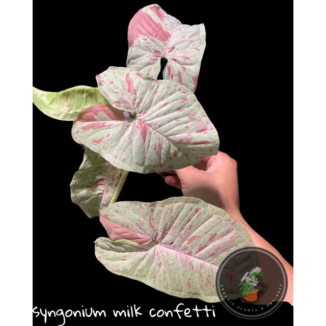 syngonium milk confetti