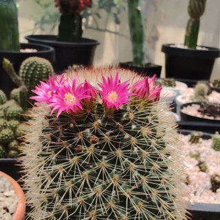 แมมมิลลาเรีย สไปโนซิสซิม่า [Mammillaria spinosissima]