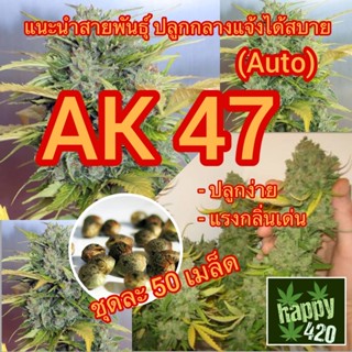 เมล็ด Ak 47 (เพศเมีย)🍀นำเข้า พร้อมลงปลูก มีวิธีเพาะให้ ของแท้ ส่งไว