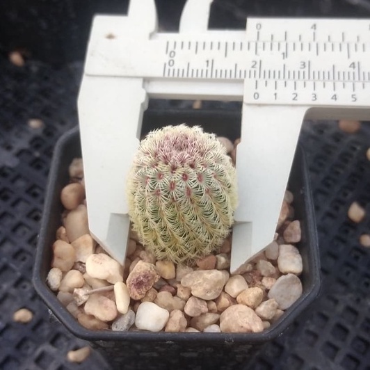 เรนโบว์ Echinocereus Rigidissimus ขนาด 2-2.5 ซม. ต้นแคคตัส ต้นกระบองเพชร(กรุณาอ่านรายละเอียดก่อนทำการสั่งซื้อ)