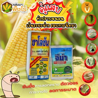 🌽 คู่แสบ ท้าปราบหนอน ฮาโลซัน+จีม่า (แลมป์ดา-ไซฮาโลทริน+อีมาเมกติน) 500ซีซี+100กรัม กำจัดหนอนยับยั้งการลอกคราบ