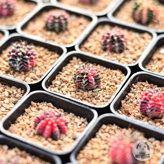 ต้นยิมโน LBHB ด่าง และ ยิมด่าง- แอลบีไฮบริดด่าง&ยิมโนด่าง (gymnocalycium) - กระบองเพชร ราคาถูก🌵แคคตัส🌵