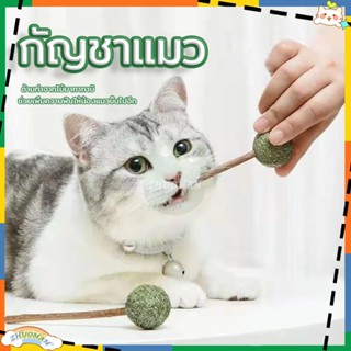 แคทนิป กัญชาบอล กัญชาแมว กัญชาเเมว ลูกบอลแคทนิป แคทนิป Catnip Ball แคทนิปบอล เล่นสนุกเพลิดเพลินกว่าเดิม ของเล่นแมว