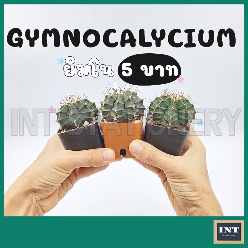 ยิมโน Gymnocalycium ต้นละ 5 บาท กระบองเพชร ไม้เมล็ด 4-5 ซม. แคคตัส ราคาถูก