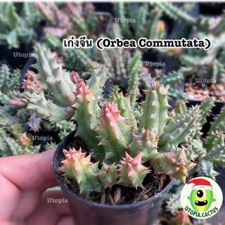 เก๋งจีน (Orbea Commutata) [กระถาง 2นิ้ว] /// Utopia.cactus