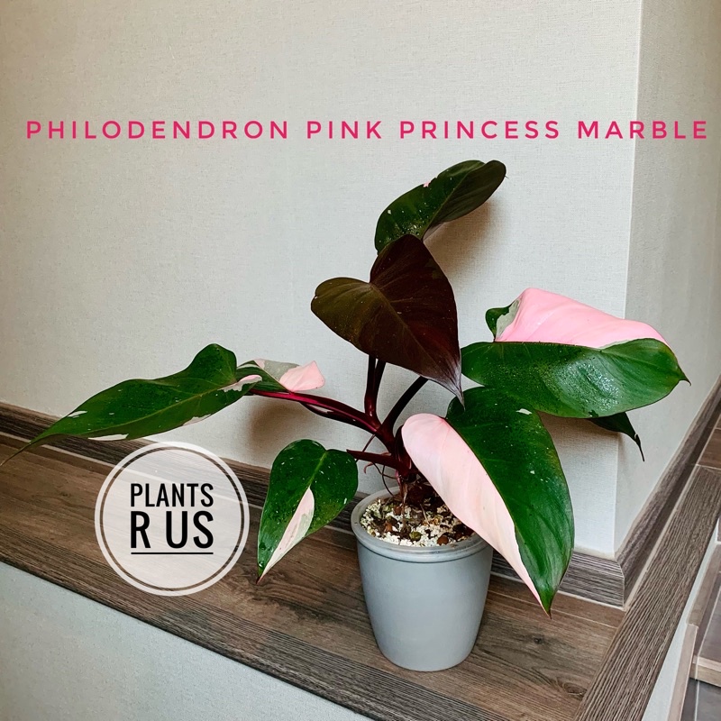 Philodendron Pink Princess เจ้าหญิงสีชมพู ไม้ฟอกอากาศ ไม้ด่าง