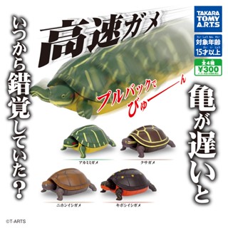 ∎ เลือกลายได้ ∎ กาชาปองน้องเต่าไฮสปีด High Speed Turtle