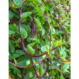 ผักปลังแดง 35-40 เมล็ด/ซอง Malabar Spinach - Red 🔥โปรโมชั่น [ซื้อ 2 แถม 1ซอง]