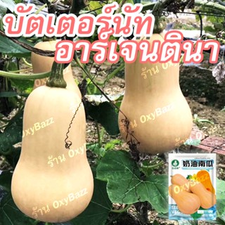 เมล็ดพันธุ์บัตเตอร์นัทอาร์เจนตินา 10เมล็ด เมล็ดฟักทองบัตเตอร์นัท Argentina Butternut Squash Seeds