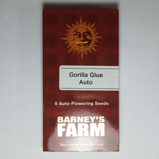 เมล็ดฮวยมั้ว Barneys farm Gorilla Glue Auto 5 cannabis seeds