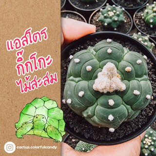 แม่พันธุ์ Astrophytum Kikko แอสโตรไฟตัม กิ๊กโกะ ไซซ์แม่พันธุ์ แคคตัส กระบองเพชร