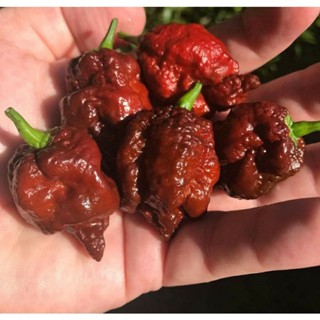 เมล็ดพันธุ์พริกช็อคโกแลต แคโรไลน่า รีพเปอร์ Chocolate Carolina Reaper Pepper บรรจุ 15 เมล็ด คุณภาพดี ของแท้ ราคาถูก