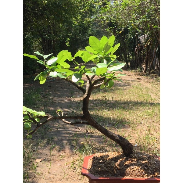 Bonsai : Diospyros Ebenum  2-3 years old #BDE2019001
