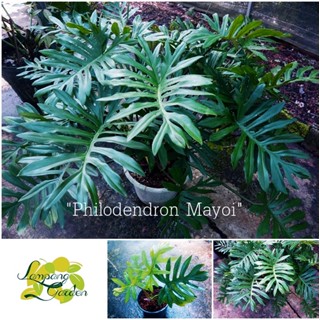 👑ต้นฟิโลเดนดรอนมาโยอิ มาโยอิ Philodendron Mayoi ไม้ประดับ ไม้ร่ม ไม้ใบ ไม้ฟอกอากาศ👑