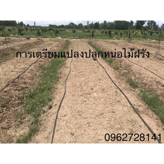 เหง้าหน่อไม้ฝรั่ง❌1ชุด10เหง้า❌อายุ1ปีแบบทดลองฤปลูกไว้กินตามครัวเรือน