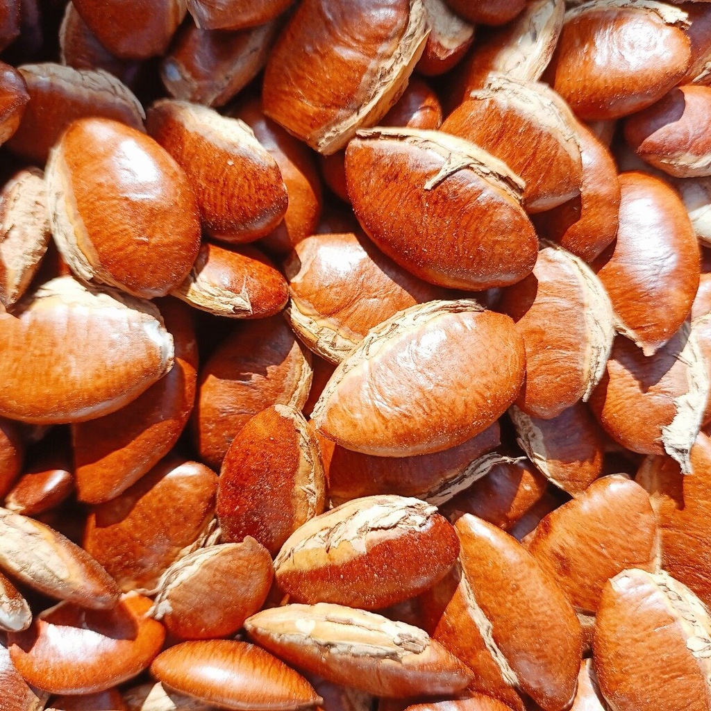 เม็ดกระบก สวยๆผ่าใหม่ๆ มีทั้งแบบคั่วและตากแห้ง - รูปที่ 6