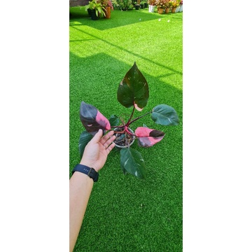Philodendron pink princess พิ้งปริ้นเซส เจ้าหญิงสีชมพู