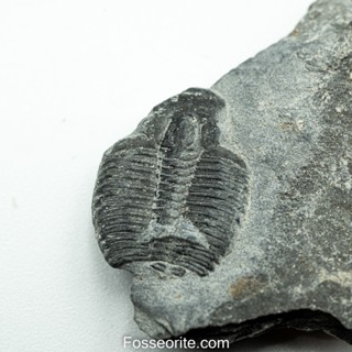 [อายุกว่า 505 ล้านปี!!!] #155 ฟอสซิล ไทรโลไบต์ Elrathia Kingi Trilobite ของแท้ ขนาดเล็ก บน Matrix จาก USA