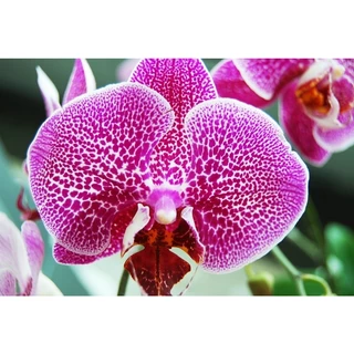 ปุ๋ย ปุ๋ยเร่งสี เร่งสี ไม้ใบ ไม้ดอก ไม้ผล วีว่า ไฮคัลเลอร์🌈 ปุ๋ยเร่งสี