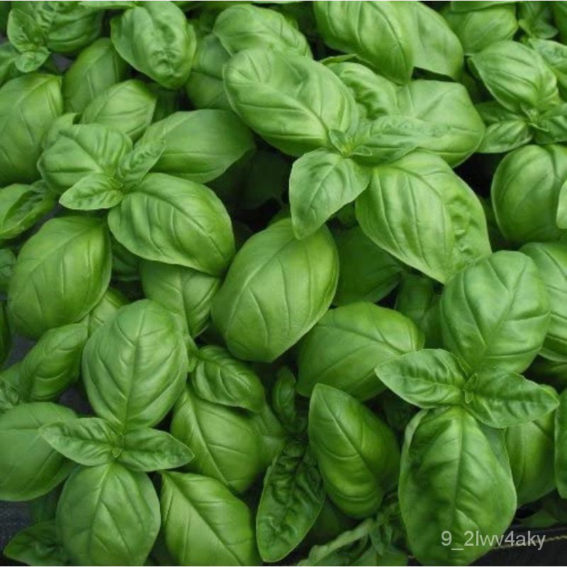 50 Sweet Basil/italian Genovese Seeds Organic Non GMO Ship FR SG เม็งแห้ง/ดอกไม้/ดอกทานตะวัน/ดอกไม้/สัตว์ใหญ่/ข้าวโพด/ส
