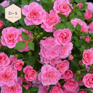 10 В (Rosa Parade Seed) แอพซลีด/ดอกไม้/สวน/ดอกทานตะวัน/ดอกไม้/สัตว์ใหญ่/ข้าวโพด/ดอกทานตะวัน/กระ/กระโหลก/ไม้จันทน์/ LHMC