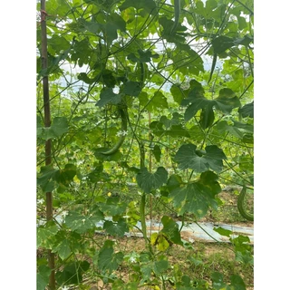 เมล็ดพันธุ์บวบงูลูกผสม บวบงู อนาคอนด้า02 ลอตใหม่