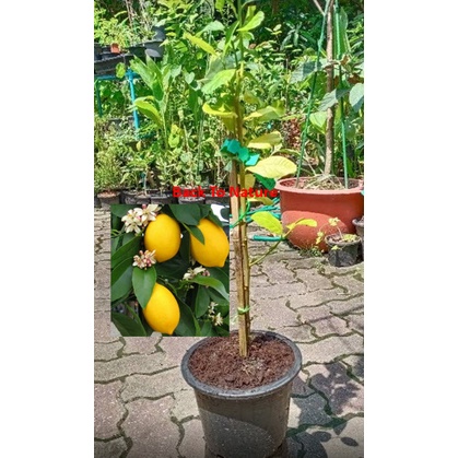 ต้น เลม่อน เมเยอร์ Meyer Lemon กิ่งตอน สูง 30-130 ซ.ม. เลม่อนพันธุ์ที่นิยมปลูกมากที่สุด