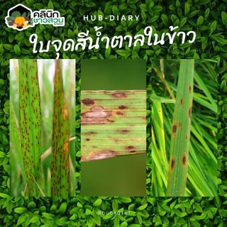 🥬 อามูเร่ (ไดฟีโนโคลนาโซล+โพรพิโคนาโซล) บรรจุ 1ลิตร ป้องกันโรคเมล็ดด่างในนาข้าว