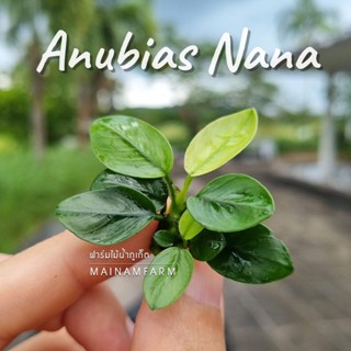 อนูเบียสนานา (เลือกขนาดได้) - ANUBIAS VAR. NANA