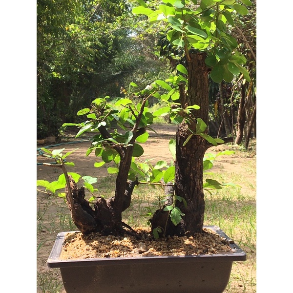 Bonsai : Diospyros Ebenum  14-15 years old #BDE20070502
