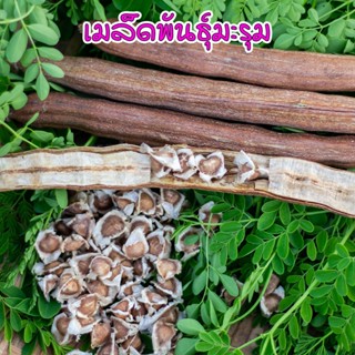 เมล็ดพันธุ์ใหม่ มะรุมบ้าน  [ซื้อ 10 แถม 1 คละได้]