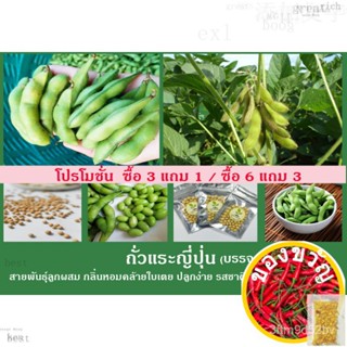 เมล็ดอวบอ้วน100%，ไทยในสต็อกพร้อมส่ง3แถม1/6แถม3/10แถม5 เมล็ดพันธุ์ถั่วแระญี่ปุ่น100เมล็ด กลิ่นหอมคล้ายใบเตยๆ Edamame เก็บ