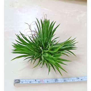 Tillandsia ionantha hybrid ไม้สะสมขนาดเล็ก