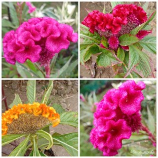 （คุณภาพสูง เมล็ด）Cockscomb  10 - 20 Seeds  Outdoor Garden Plant WINN/ง่าย ปลูก สวนครัว เมล็ด 3MYQ