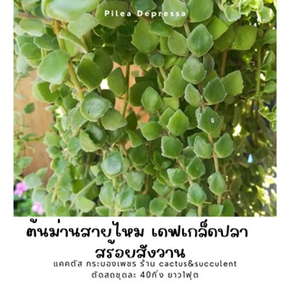 ต้นม่านสายไหม เดฟเกล็ดปลาช่อน สร้อยสังวาน ตัดสด 40กิ่ง ยาว1ฟุต 45บาท